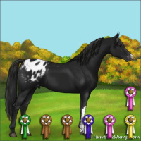 Horse Color:Gray Black Appaloosa 