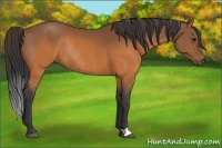 Horse Color:Brown Rabicano 