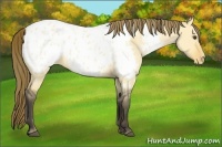 Horse Color:Buckskin Roan Dun Near Leopard Rabicano