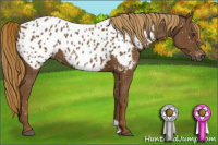 Horse Color:Gray Chestnut Near Leopard