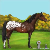 Horse Color:Gray Bay Appaloosa