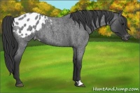 Horse Color:Blue Roan Appaloosa 
