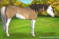 Horse Color:Buckskin Splash Rabicano 