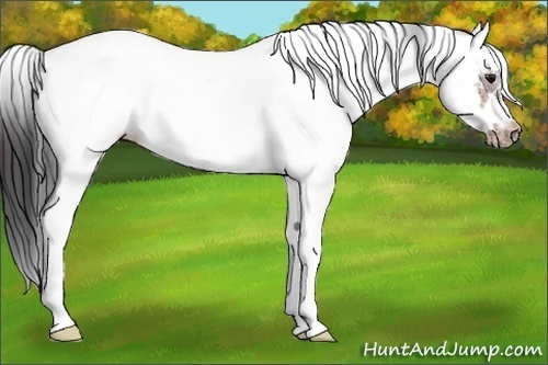 Horse Color:White Spotted Bay Ice Splash Frame Appaloosa 
