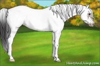 Horse Color:White Spotted Bay Ice Splash Frame Blanket