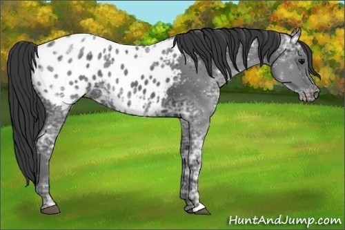Horse Color:Black Ice Appaloosa 