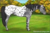 Horse Color:Black Ice Appaloosa 
