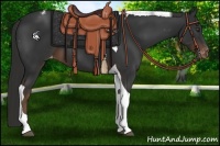 Horse Color:Liver Chestnut Tobiano Appaloosa