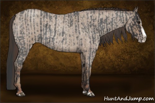 Horse Color:Blue Roan Sabino Splash and Classic Champagne Roan Sabino Splash