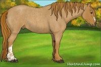 Horse Color:Red Roan and Red Roan