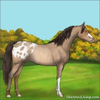 Horse Color:Sable Champagne Roan Appaloosa Rabicano 
