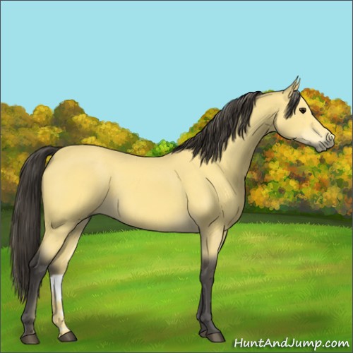 Horse Color:Buckskin 