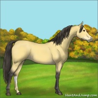 Horse Color:Buckskin