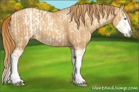 Horse Color:Gold Champagne Dun Splash Appaloosa  and Gold Champagne Splash 