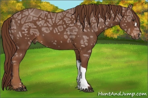 Horse Color:Chestnut Ice 