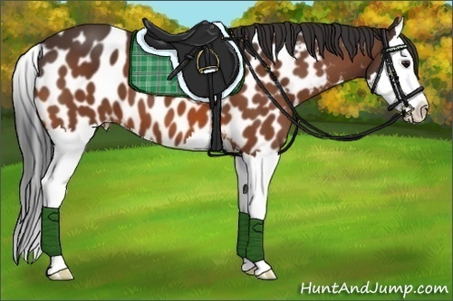 Horse Color:Bay Splash Appaloosa