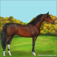 Horse Color:Brown 