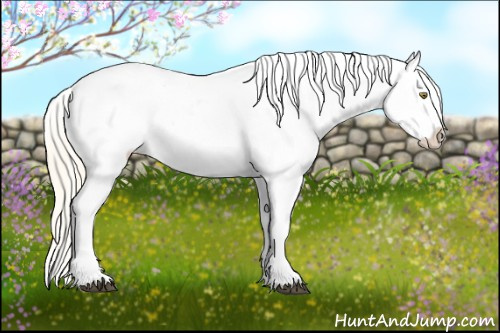 Horse Color:Palomino Appaloosa and Palomino Appaloosa