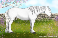 Horse Color:Palomino Appaloosa and Palomino Appaloosa