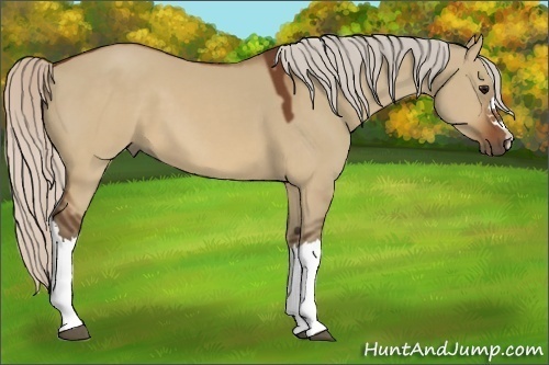 Horse Color:Silver Brown Dun 