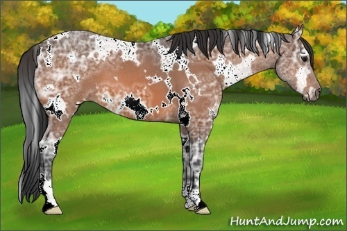 Horse Color:White Spotted Bay Ice 