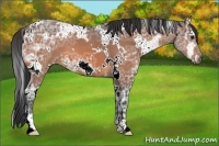 Horse Color:White Spotted Bay Ice