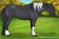 Horse Color:Blue Roan Tobiano 