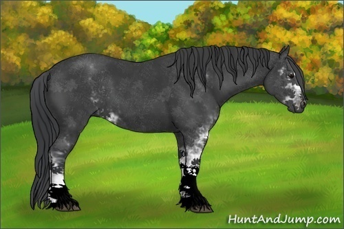 Horse Color:Black Sabino 