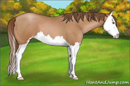 Horse Color:Brown Pearl Sabino Splash 