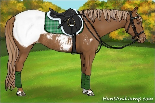 Horse Color:Chestnut Snowcap Rabicano 