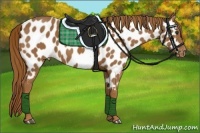 Horse Color:Chestnut Appaloosa