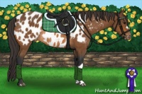 Horse Color:Bay Appaloosa Rabicano 