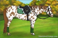 Horse Color:Chestnut Near Leopard