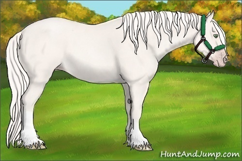 Horse Color:Gold Cream Champagne Roan