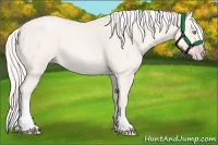 Horse Color:Gold Cream Champagne Roan 