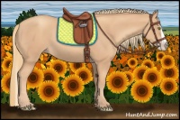 Horse Color:Gold Champagne Splash