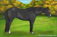 Horse Color:Black Sabino Appaloosa 