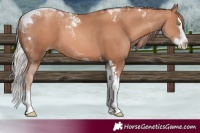 Horse Color:Gold Champagne Splash Tobiano