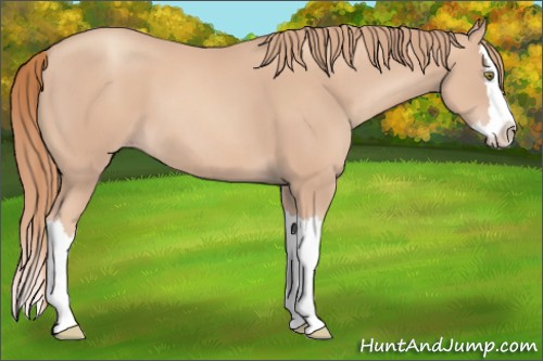 Horse Color:Gold Champagne Splash 