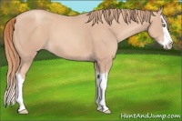 Horse Color:Gold Champagne Splash 