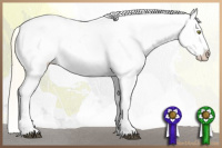 Horse Color:Palomino Dun Near Leopard and Palomino Dun Near Leopard