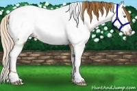Horse Color:Chestnut Appaloosa and Chestnut Appaloosa