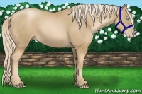Horse Color:Chocolate Palomino Pearl 