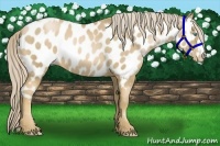 Horse Color:Chocolate Palomino Pearl Appaloosa