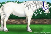 Horse Color:Palomino Pearl Near Leopard 