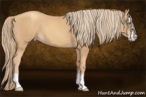 Horse Color:Gold Champagne Splash 