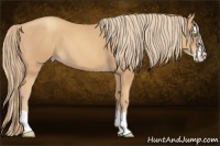 Horse Color:Gold Champagne Splash 