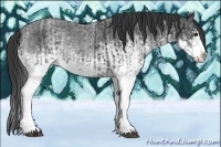 Horse Color:White Spotted Blue Roan Rabicano  and White Spotted Blue Roan Splash Rabicano 