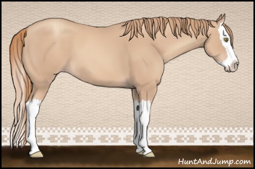 Horse Color:Gold Champagne Splash 
