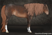 Horse Color:Liver Chestnut Appaloosa 